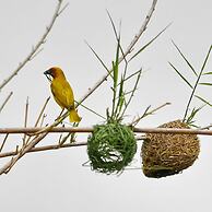 Wami River Bush Retreat - Kisampa