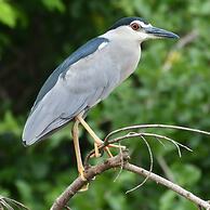 Wami River Bush Retreat - Kisampa