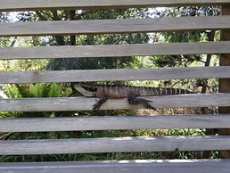 Discovery Parks - Lane Cove