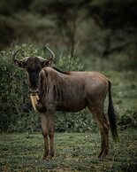 Angata Ngorongoro