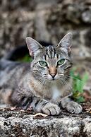 Château Latour Segur Suites & Spa