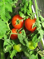 Pension Hammerknuden