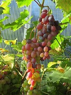 Pension Hammerknuden