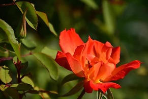 Les Jardins de l'Ermitage