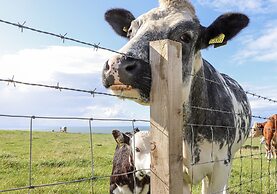 Corsewall Castle Farm Lodges