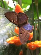 Cabañas Armonía y Jardín de Orquideas