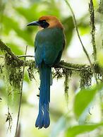 Cabañas Armonía y Jardín de Orquideas