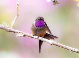 Cabañas Armonía y Jardín de Orquideas