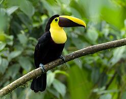 Cabañas Armonía y Jardín de Orquideas