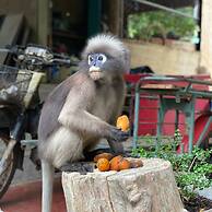 Chill Out Bar and Bungalows