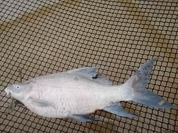 Lom Choi Home Stay Ayutthaya - Hostel