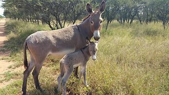 Grootgeluk Bush Camp