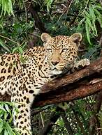 Glen Afric Country Lodge