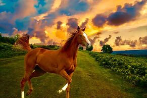 Holiday Inn Express & Suites Ocala by IHG