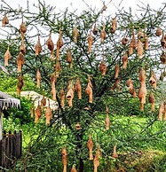 Foothill Pushkar Resort