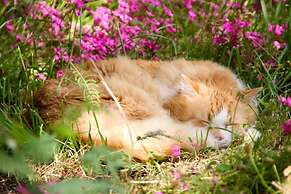 La Closerie aux Violettes chambres d'hôtes