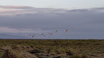 Dalshöfði Guesthouse