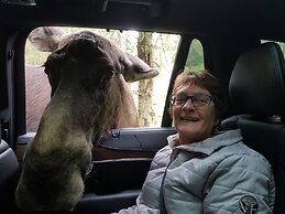 Den Sovande Älgen