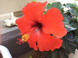 Shimanchu Guesthouse YUIEN