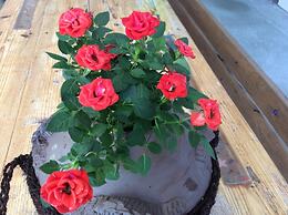 Shimanchu Guesthouse YUIEN