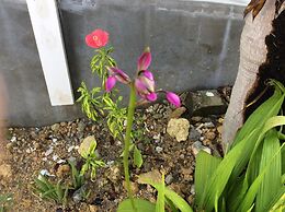 Shimanchu Guesthouse YUIEN