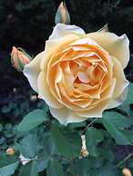 Villa Saint Paul de Vence Angels