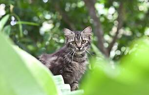 Timbis Homestay Bali