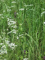 Bed and Breakfast Country Hill