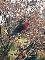 The Studio Yarra Valley