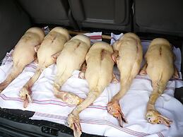 Gite Au Bouzigues