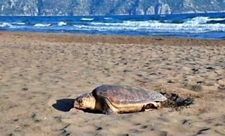 Dalyan Central Park Hotel - Adults Only