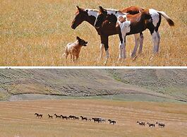 Masseria Straziuso - La Vaccariccia