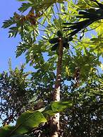 Tropical Charmer Coral Gables Apartment