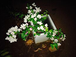 Sunshine Resort & Spa