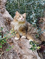 La Piana degli Ulivi