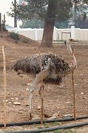 Bakenskraal Ostrich Palace