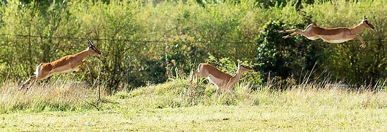 Matusadona Guest Lodge