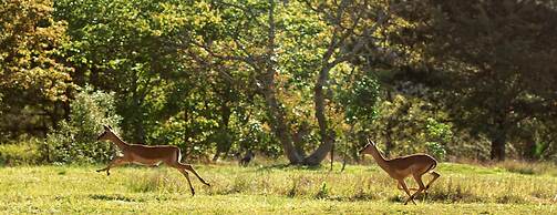 Matusadona Guest Lodge