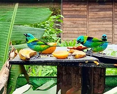 Pousada Recanto dos Tangaras