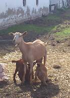 Rural Pedroches Casa Los Mineros