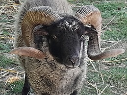 Le Paddock du Val de Lys