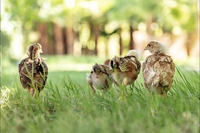 Layla Gocek - Adults Only