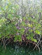 Mahun on the Lagoon Bungalows
