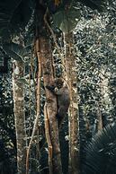 Sweet Songs Jungle Lodge, a Muy’Ono Resort