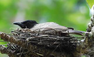 Yala Avian Eye Safari