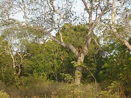 Yala Avian Eye Safari