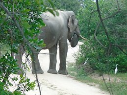 Yala Avian Eye Safari