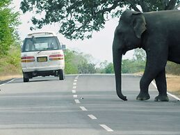 Yala Avian Eye Safari
