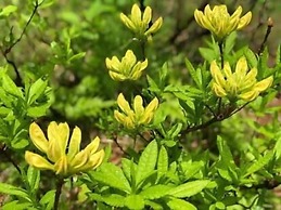 Akakura Onsen Hotel Korakuso