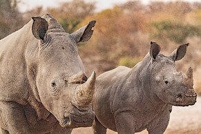 Grassland Safari Lodge